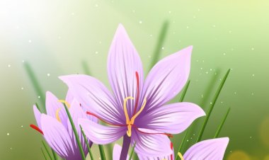 کاشت زعفران در حیاط منزل و گلدان | آموزش اصولی و تجهیزات لازم