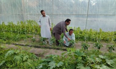 سراوان؛ قطب تولیدات گلخانه‌ای با تولید بیش از ۱۳ هزار تن محصول