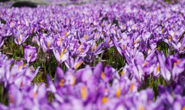 بهترین زمان برداشت گل زعفران؛ صبح یا عصر؟ بررسی علمی و توصیه‌های تخصصی کشاورزان