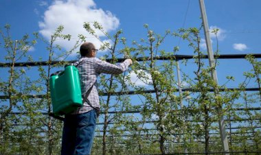 برای درختان بلند (پسته، گردو، سیب) سمپاش دوشی کافی است؟